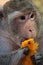 Portrait of a cambodian macaque eating a delicious mango, this macaque is missing a hand.