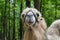 Portrait of camel against green trees background