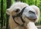 Portrait of camel against green trees background