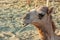 Portrait of camel with blurred background