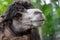 Portrait of camel closeup