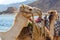 Portrait of camel on coast of sea in Egypt Dahab South Sinai