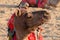 Portrait of Camel, face while waiting for tourists for camel ride at Thar desert, Rajasthan, India. Camels, Camelus dromedarius