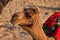 Portrait of a Camel, face while waiting for tourists for camel ride at Thar desert, Rajasthan, India. Camels, Camelus dromedarius