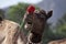 Portrait of Camel head in Pushkar