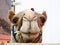 Portrait of a camel looking over a fence