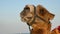 Portrait of a camel, up close head shot