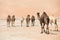 Portrait of camels in the desert.