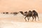 Portrait of camels in the desert.