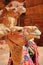 Portrait of camels in Petra, Jordan