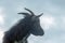 Portrait of a Cameroon mini goat against the background of the sky.