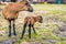 Portrait of Cameroon sheep. Sheep on pasture, looking into the lens. young lamb. panorama.