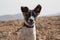 Portrait of a Canaan Dog Puppy in the Negev Desert