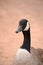 Portrait of a Canada Goose, Branta canadensis,