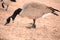 Portrait of a Canada Goose, Branta canadensis,