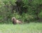 Portrait of a canadian grizzly