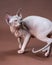 Portrait of Canadian Sphynx Cat of blue mink and white color with blue eyes on brown background