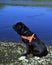 Portrait Cane Corso Dog black