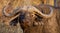 Portrait of a Cape buffalo