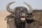 Portrait of Cape buffalo with open mouth and blurred background