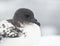 Portrait Cape pigeon sitting on a rock Antarctic island.