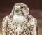 Portrait of a captive bird of prey