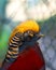 Portrait of captive Golden Pheasant