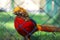 Portrait of captive Golden Pheasant