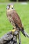 Portrait of captive kestrel