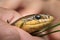 Portrait of a captured Aesculapian snake held in a hand
