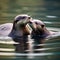 A portrait capturing the affectionate nature of a pair of otters floating on their backs, holding hands in the water1