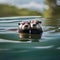 A portrait capturing the affectionate nature of a pair of otters floating on their backs, holding hands in the water3
