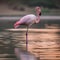 A portrait capturing the elegance of a balletic flamingo standing on one leg in shallow waters2