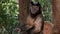 Portrait of Capuchin monkey at aviary in the shade of trees.