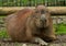 Portrait of the Capybara