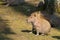 Portrait Capybara in nature