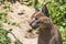 Portrait of a Caracal - Caracal caracal - has an open mouth and his teeth can be seen