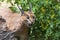 Portrait of a Caracal - Caracal caracal - has an open mouth and his teeth can be seen