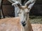 Portrait of a Carpathian deer. Closeup