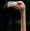 Portrait of a Carribean Flamingo