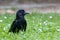 Portrait of a Carrion crow - Corvus corone - in the grass
