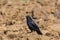 Portrait of carrion crow Corvus corone standing