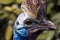 Portrait of the cassowary.