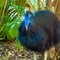 Portrait of Cassowary bird