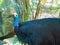 Portrait of Cassowary bird