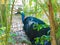 Portrait of Cassowary bird