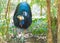 Portrait of Cassowary bird