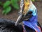 Portrait of Cassowary Casuarius