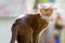Portrait of a cat of Abyssinian breed in nature