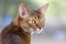 Portrait of a cat of Abyssinian breed in nature